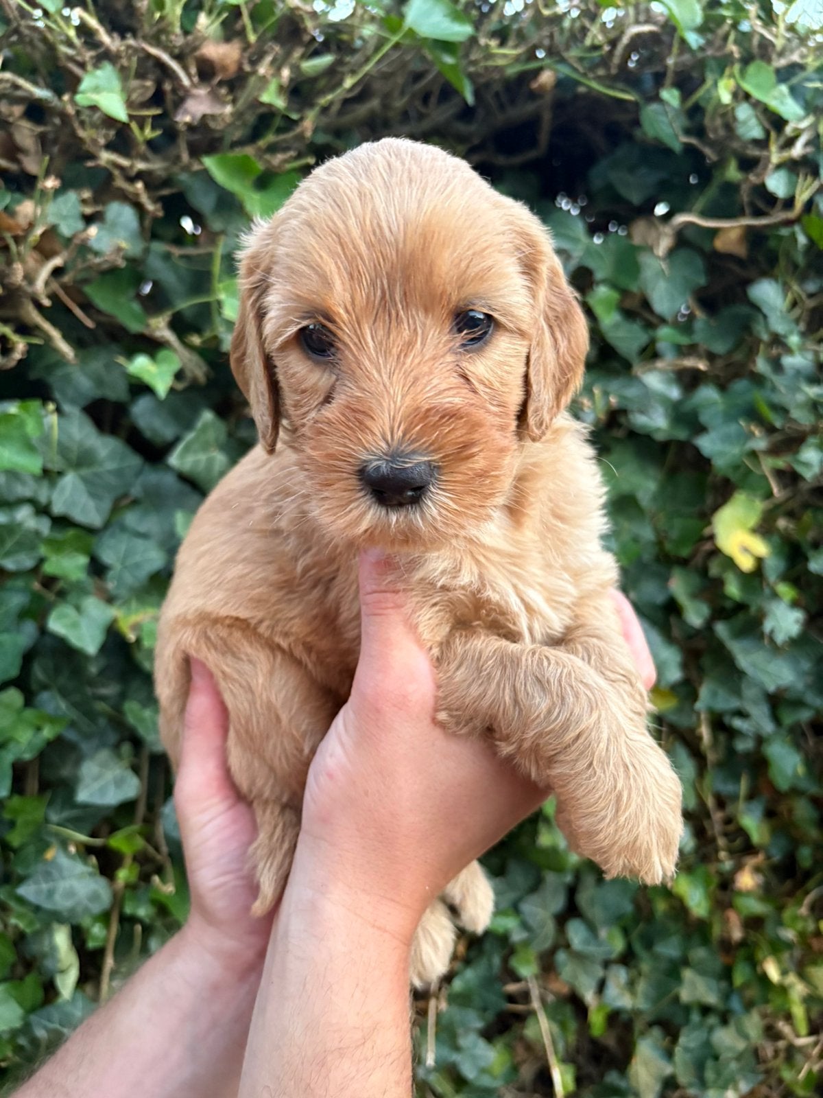 Labradoodle pups medium, Dieren en Toebehoren, Honden | Niet-rashonden, 8 tot 15 weken, Parvo, Meerdere, Meerdere dieren