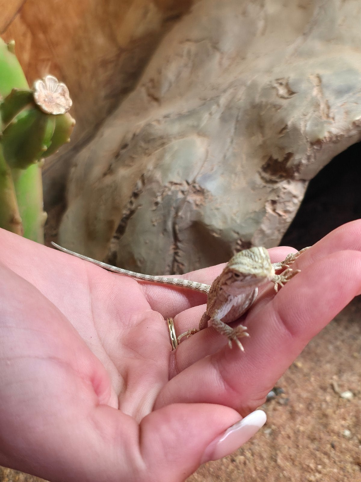 baardagaam jonkie.s te koop Bearded Dragon photo 6
