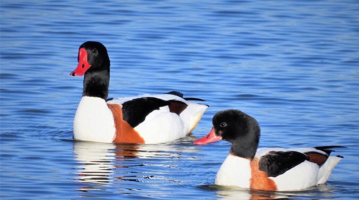 Bergeend vrouw overjarig, Dieren en Toebehoren, Pluimvee, Vrouwelijk, Eend