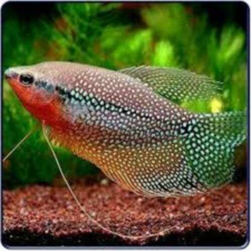 Mooie Gourami mix - Koidreams in Valburg, Vis, Zoetwatervis