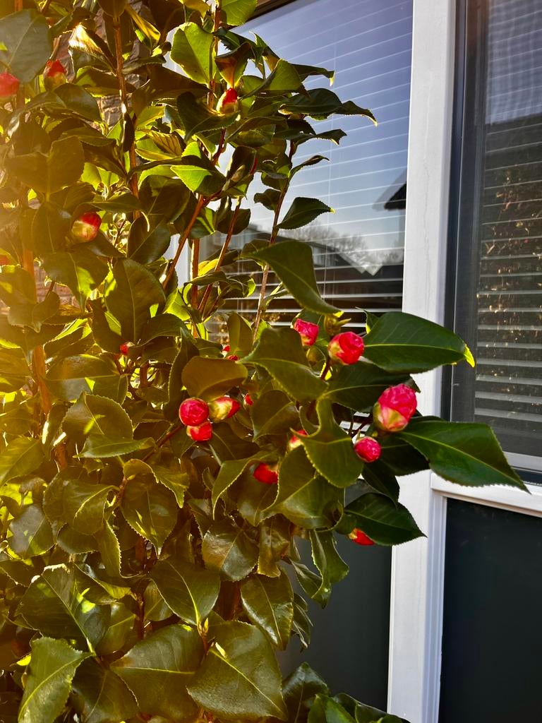 Camelia Camellia japonica Dr. King, Vaste plant, Halfschaduw, Lente, Ophalen