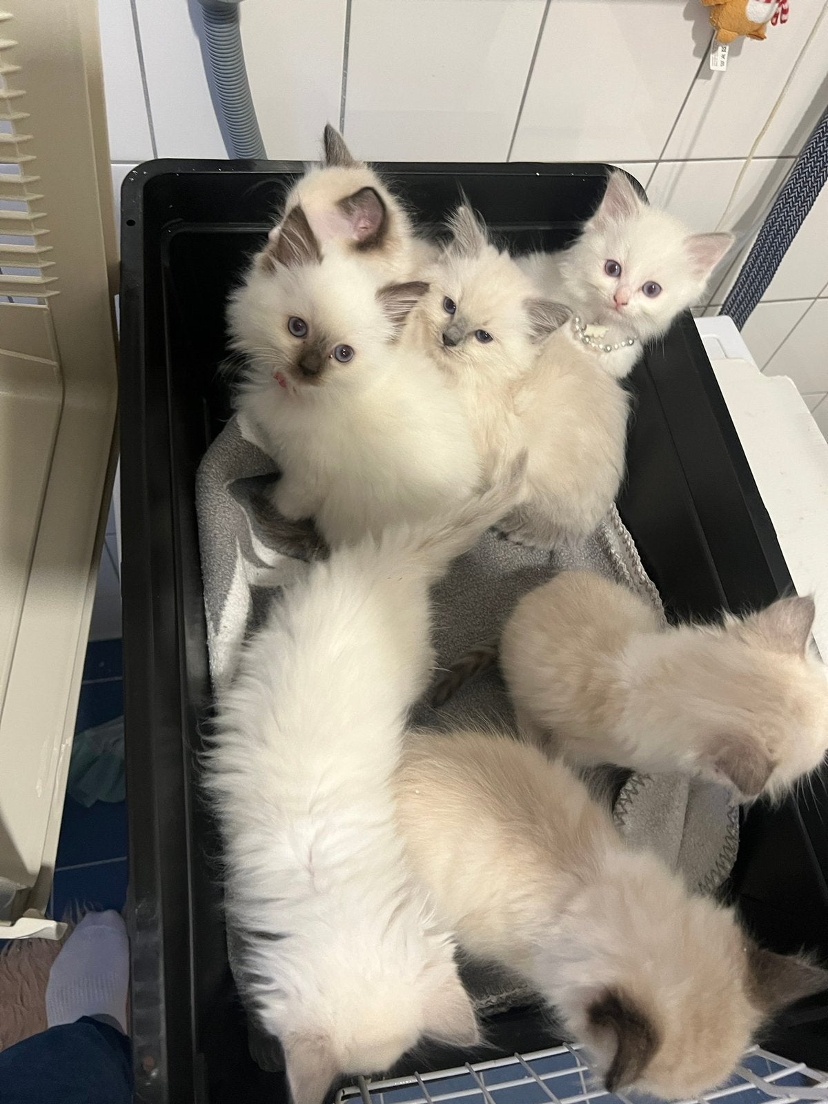 Ragdoll kittens, Dieren en Toebehoren, Meerdere dieren, 0 tot 2 jaar