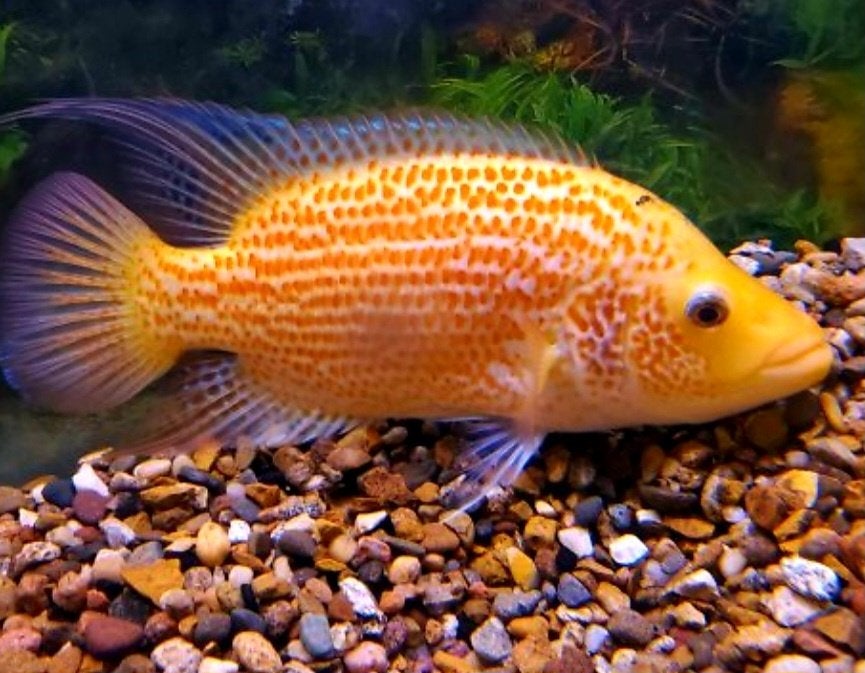 Aquariumvissen, Dieren en Toebehoren, Vissen | Aquariumvissen, Vis, Zoetwatervis
