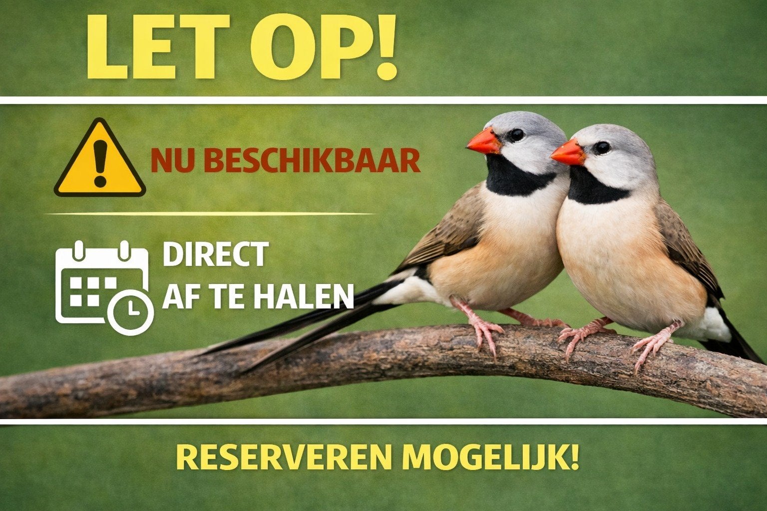 Nieuw binnen bij Vogelspeciaalzaak De Toekan – Prachtige, Dieren en Toebehoren, Meerdere dieren, Tropenvogel, Geringd