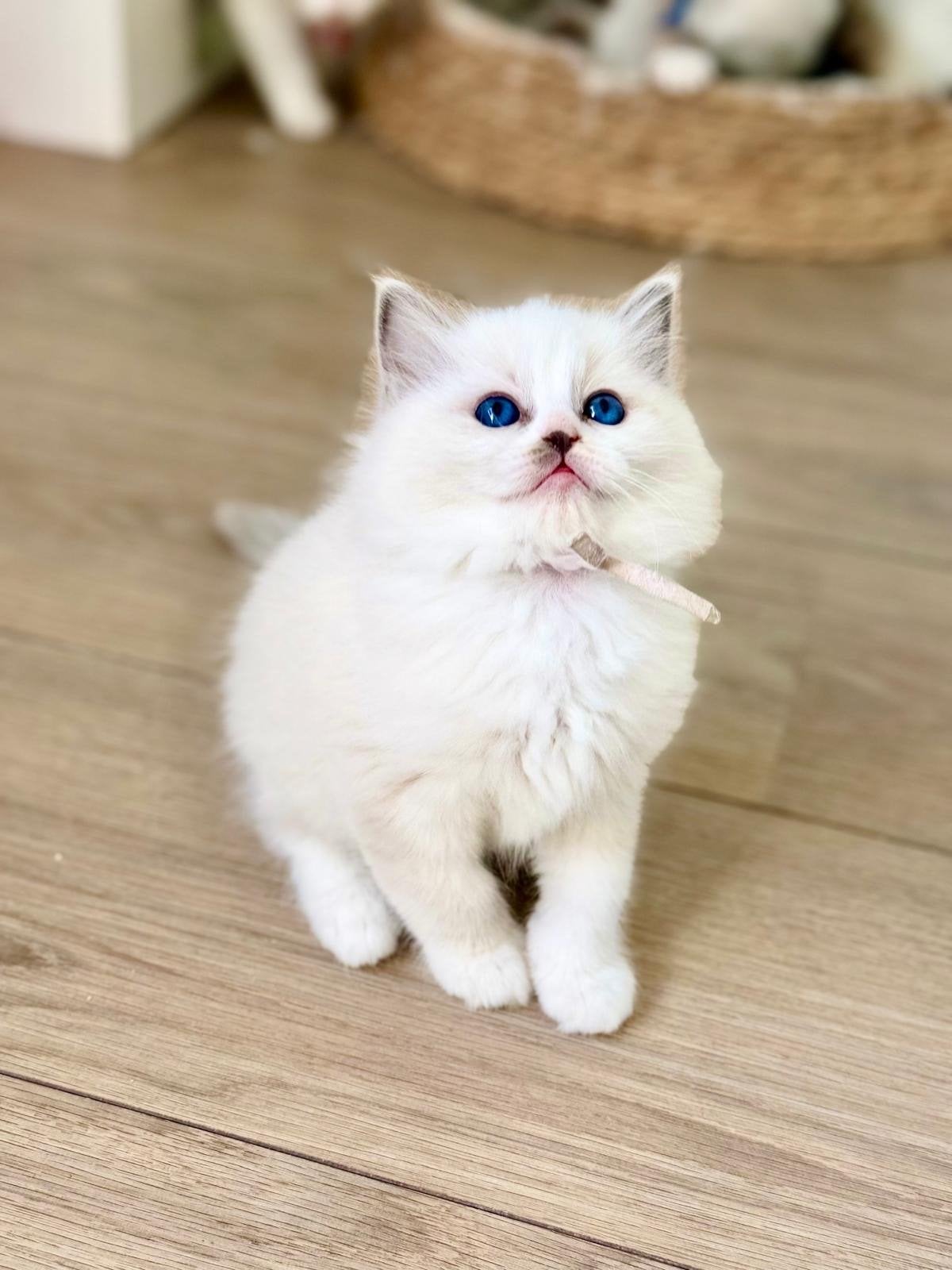 Ragdoll kitten poes Met Stamboom fokken, Poes