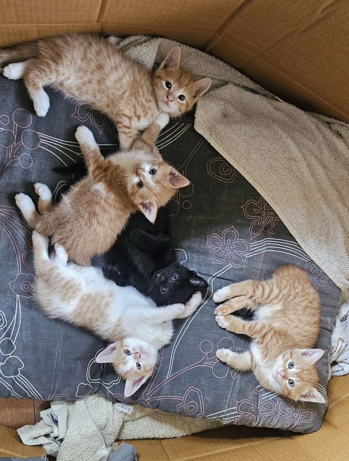 Onze lieve kittens zoeken een thuis, Dieren en Toebehoren, Meerdere dieren