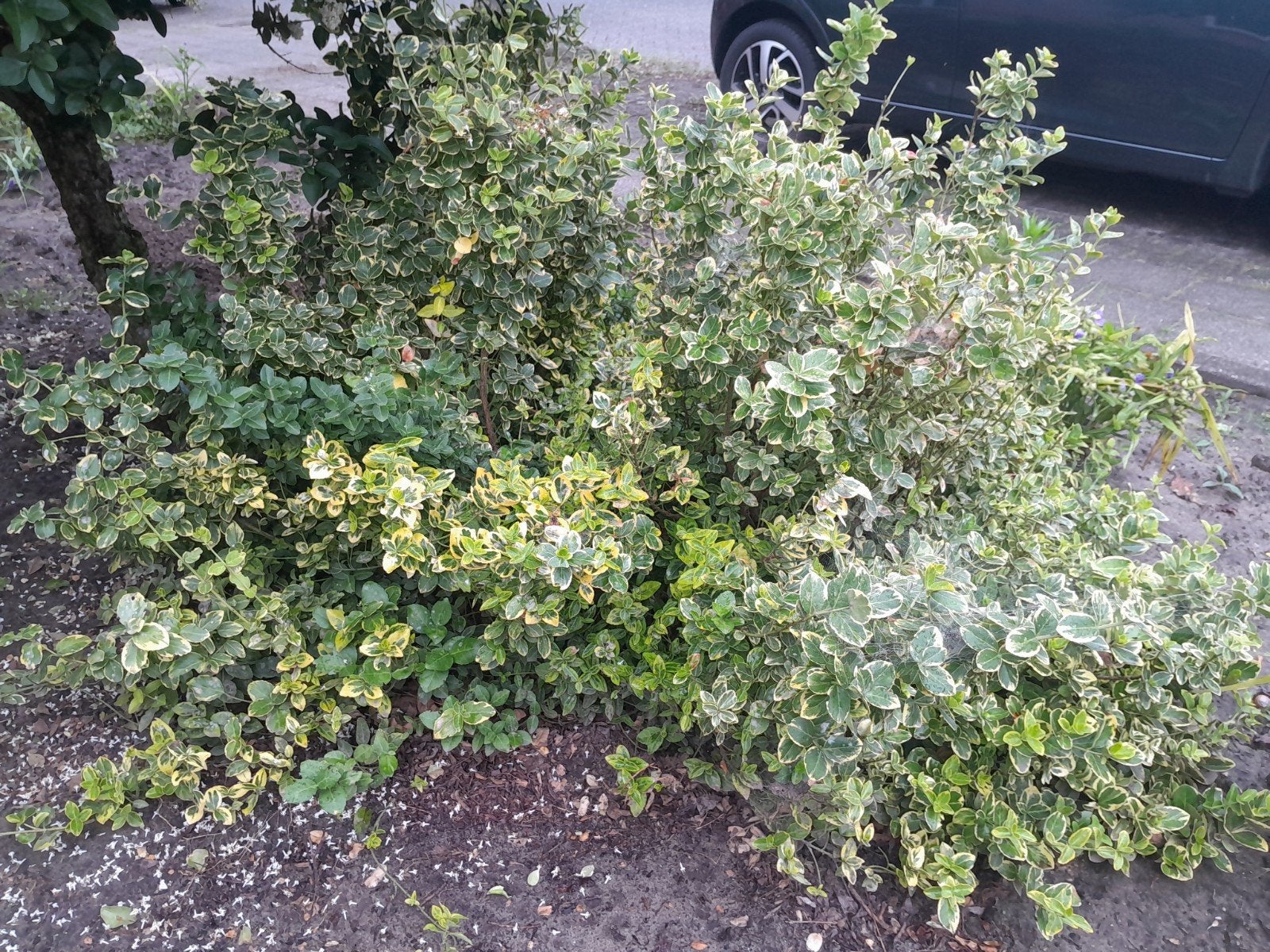 Struik., Ophalen, Overige soorten, Minder dan 100 cm