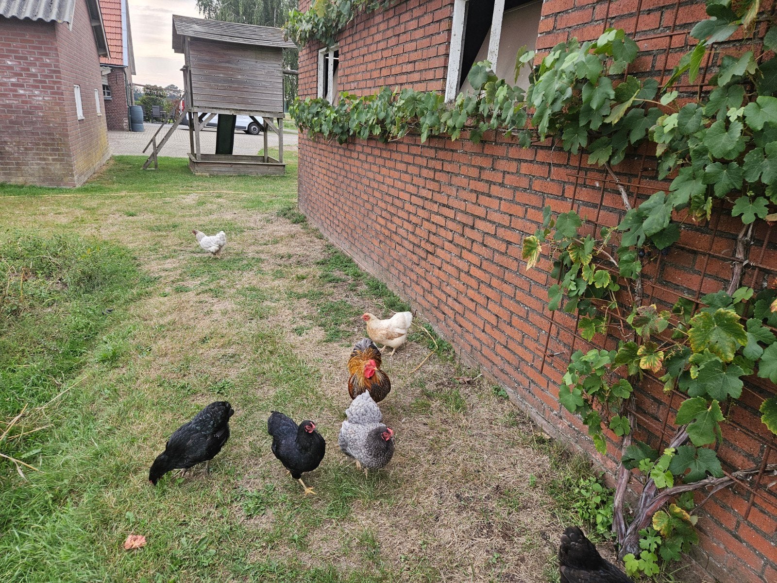 wyandotte kriel, Meerdere dieren, Kip