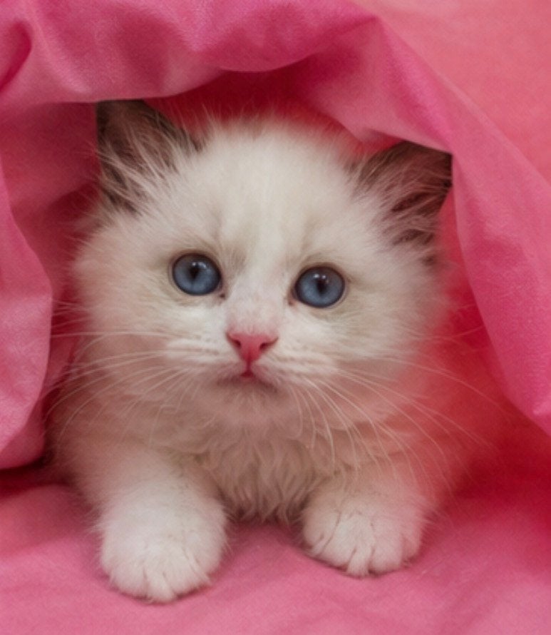 Ragdoll kitten ( katertje) met stamboom, Kater, Met stamboom, 0 tot 2 jaar