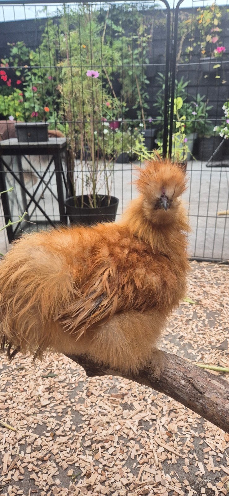 Twee lieve zijdehoentjes., Meerdere dieren, Kip