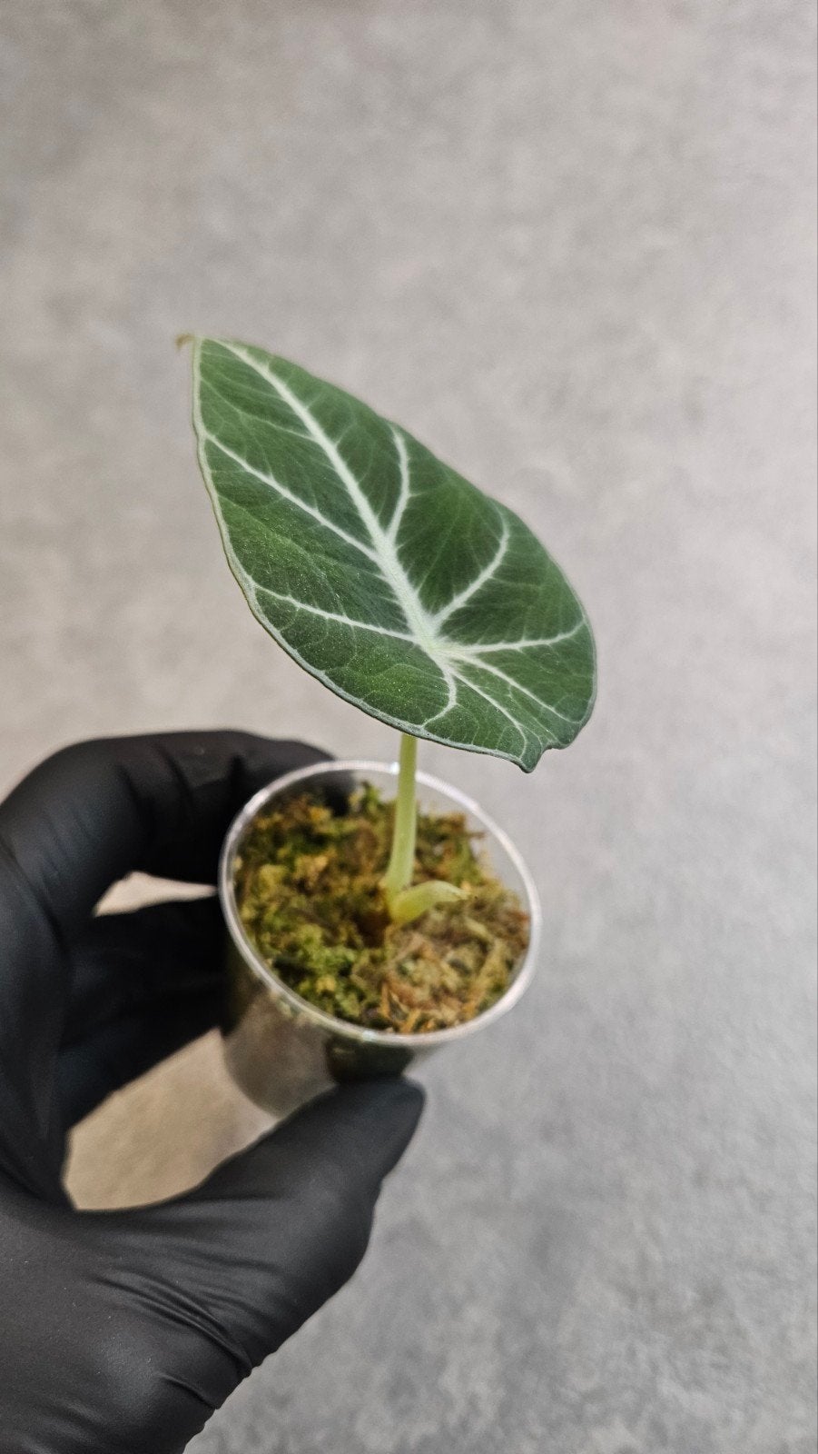 Alocasia Black Velvet, Ophalen of Verzenden, Halfschaduw, Minder dan 100 cm