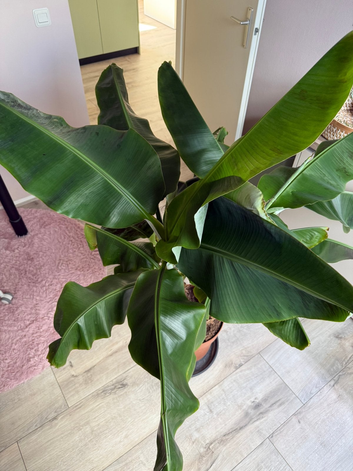 Grote bananenplant Musa 1.60m 3 planten, Ophalen, Fruitplant, Volle zon, 150 tot 200 cm