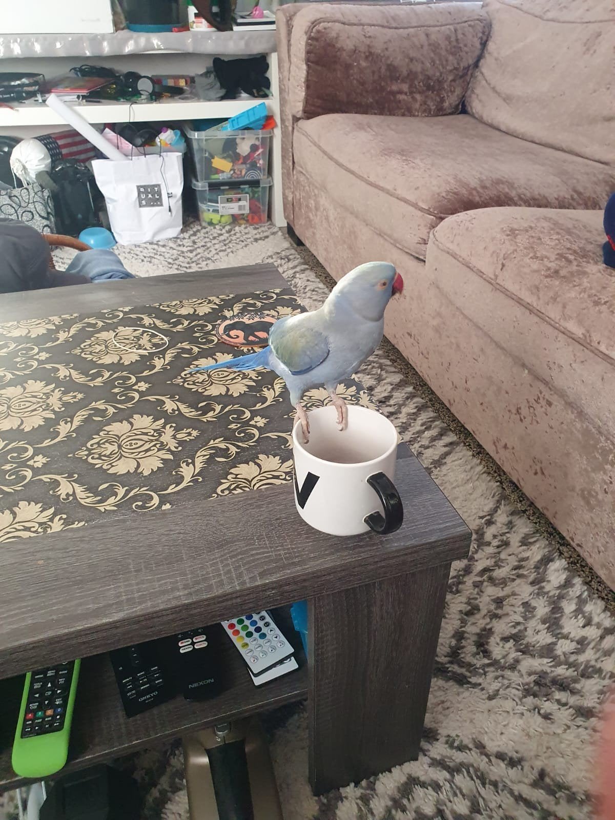 papagaai +kooi, Dieren en Toebehoren, Ophalen, Metaal, Vogelkooi