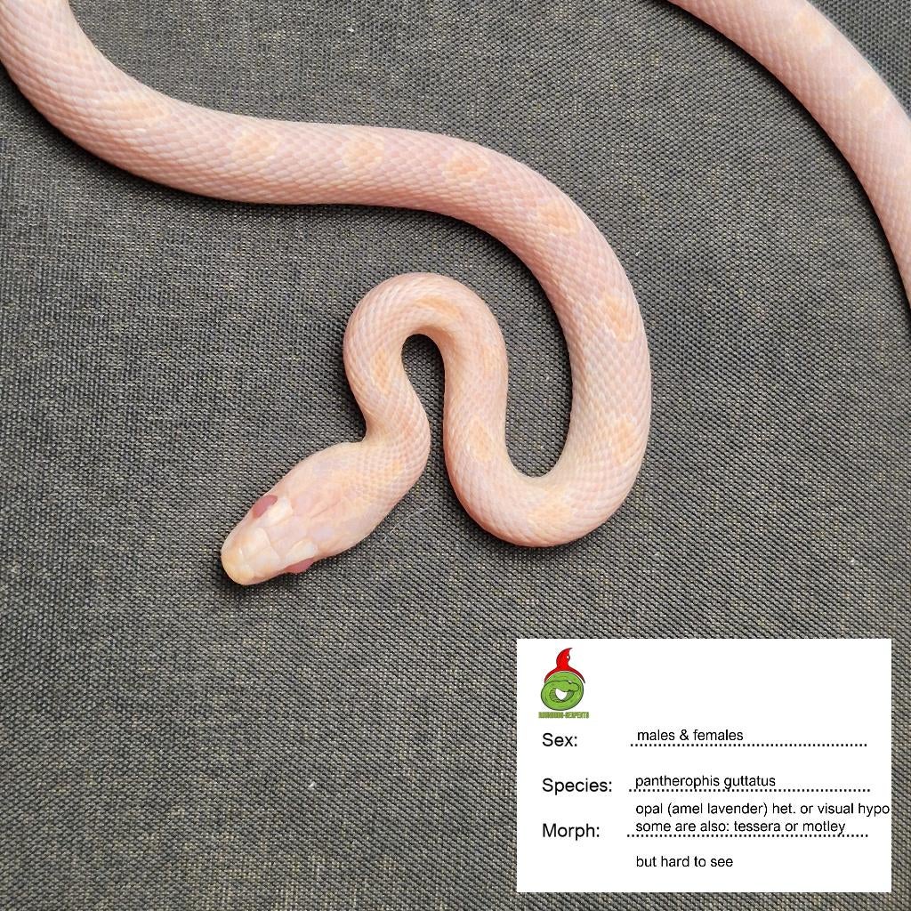 guttatus opal, Dieren en Toebehoren, Hagedis, 0 tot 2 jaar