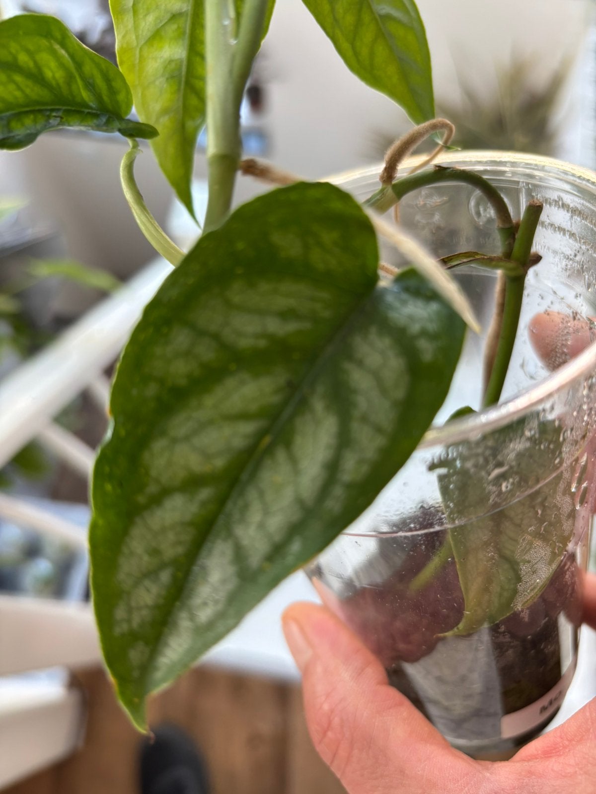 Terrariumplant monstera siltepecana, Ophalen of Verzenden