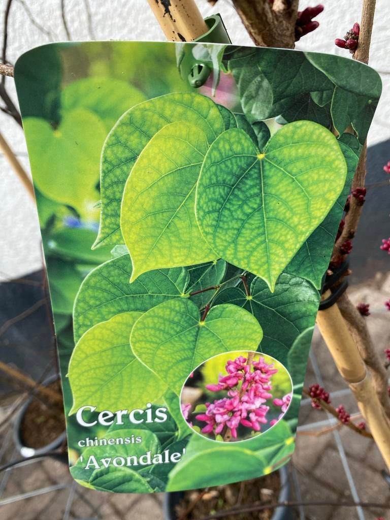 Cercis chinensis 'Avondale' - Chinese Judasboom, Volle zon, Vaste plant, Lente, Ophalen