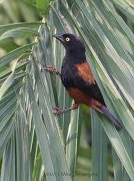 Wevers fluweel wevers 2021, Dieren en Toebehoren, Vogels | Overige Vogels, Meerdere dieren, Tropenvogel, Geringd