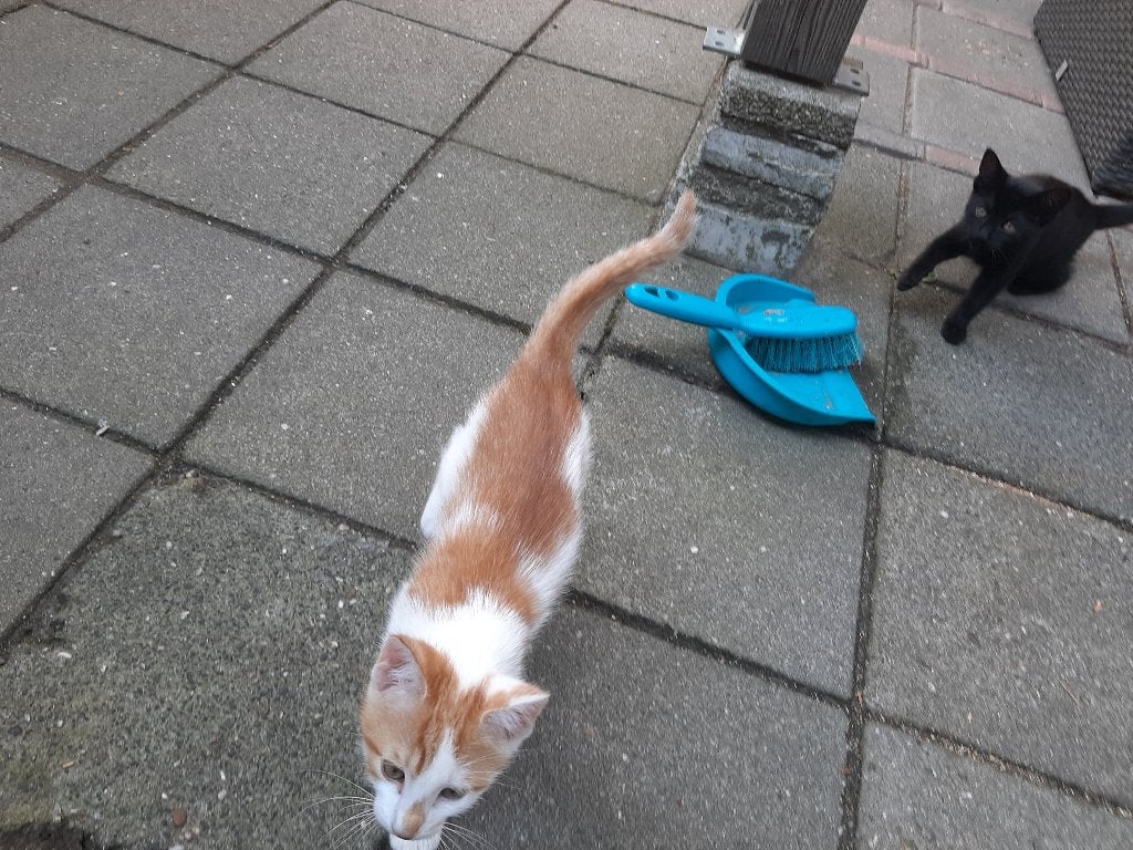 Kittens, Dieren en Toebehoren, Katten en Kittens | Overige Katten, Meerdere dieren, Kortharig, 0 tot 2 jaar