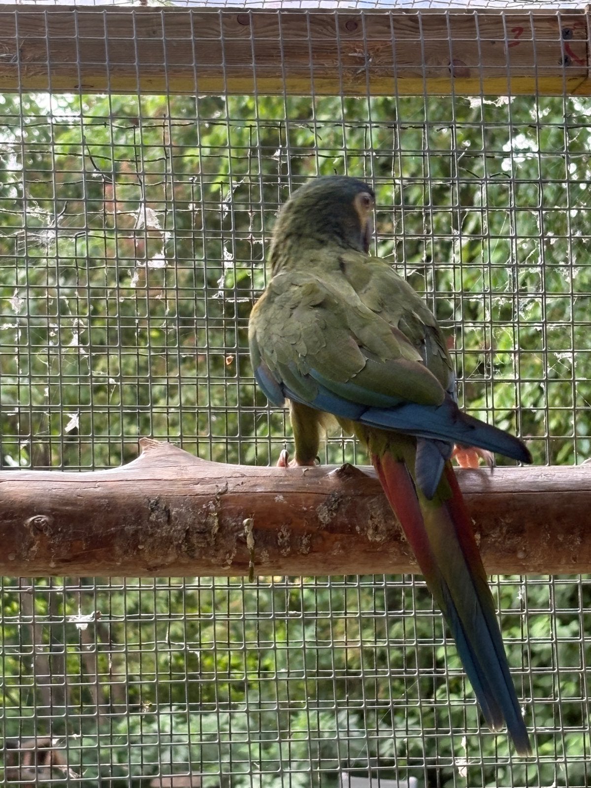 Mooie ara maracana kweekman, Dieren en Toebehoren, Vogels | Parkieten en Papegaaien, Mannelijk, Papegaai, Geringd
