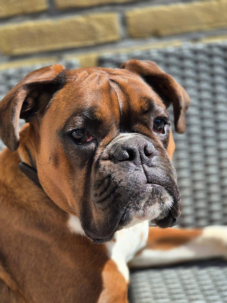 Boxer kleur geel witte poten, Parvo, 1 tot 2 jaar, Eén hond, Nederland