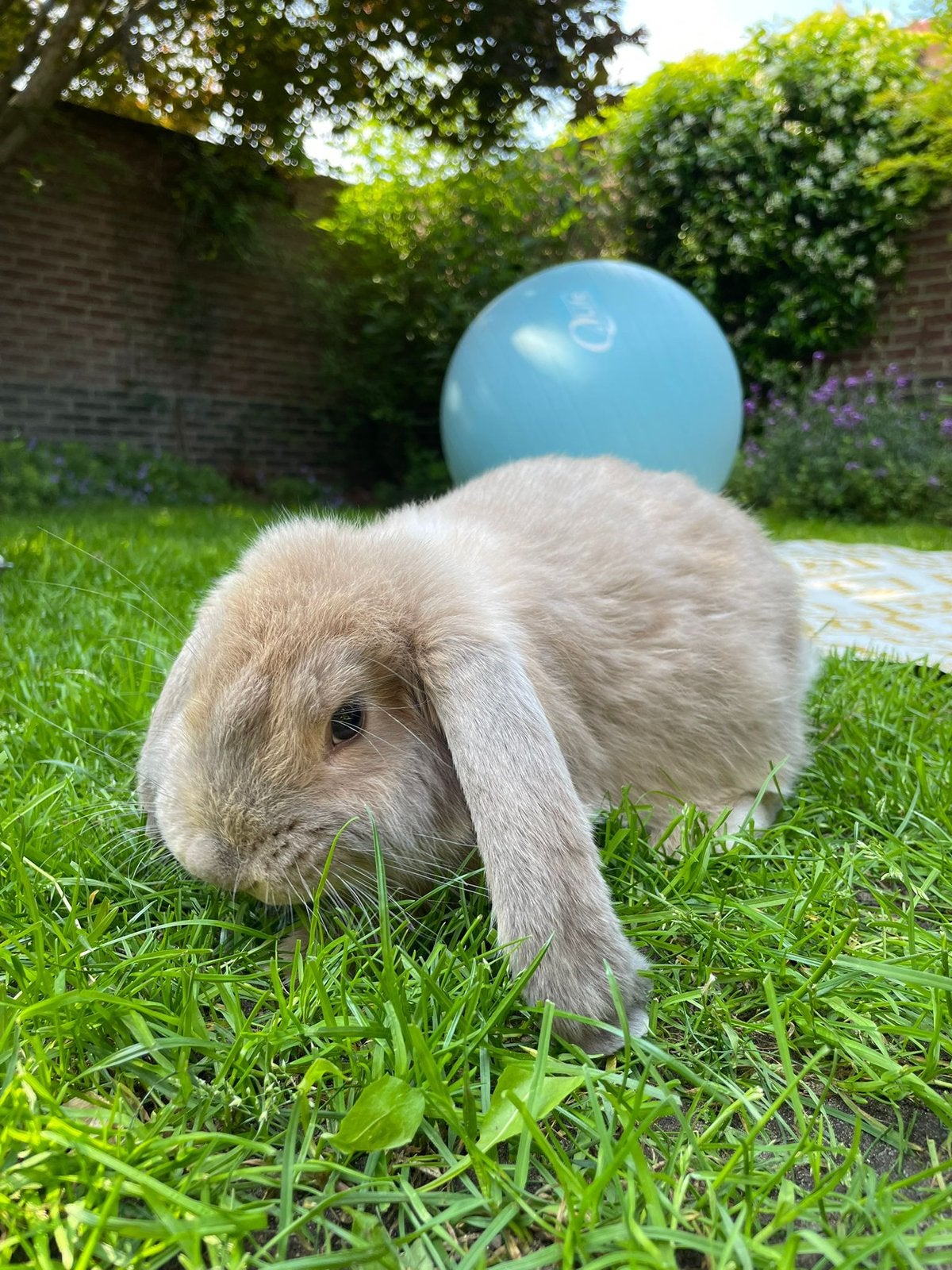Franse hangoor konijnen rammen beschikbaar, Mannelijk, Groot, Hangoor, 0 tot 2 jaar