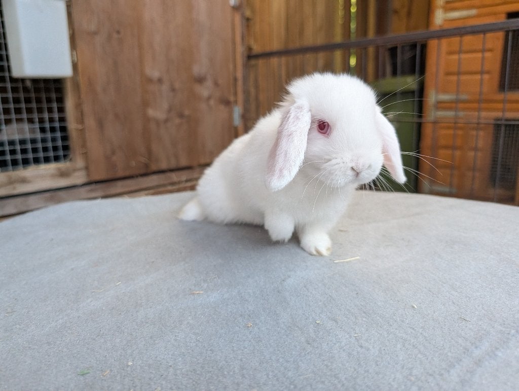 Met spoed een fijn huisje gezocht!!, Meerdere dieren, Dwerg, Hangoor