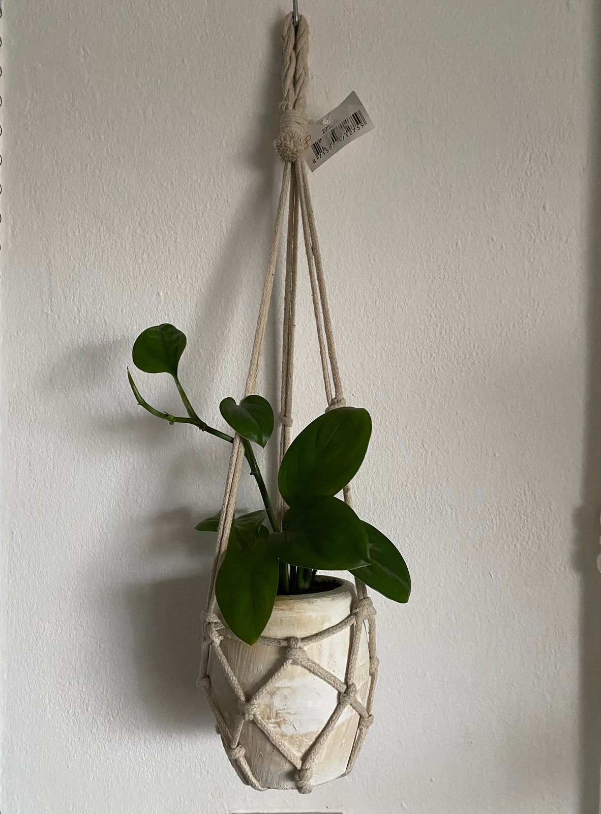 Philodendron Monstera Friedrichsthalii, inclusief hangpot., Ophalen of Verzenden, In pot, Minder dan 100 cm