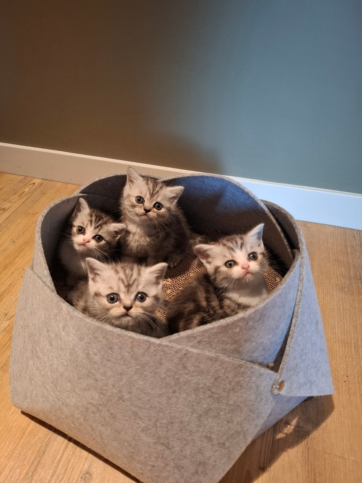 Britse korthaar met stamboom 🐱🐾 v.a. 3sept., Dieren en Toebehoren, Poes, Met stamboom