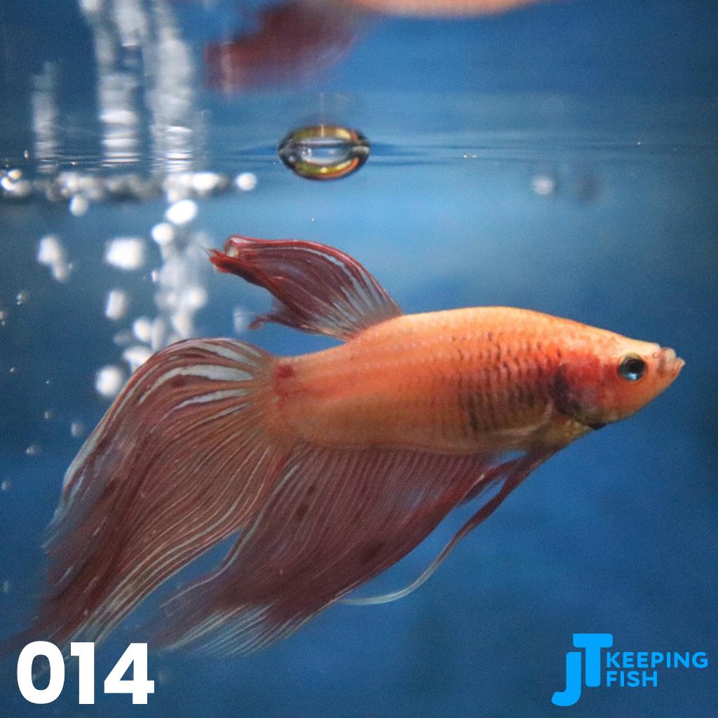 Betta Male Veiltail - Siamese Kempvis (014), Dieren en Toebehoren, Vissen | Aquariumvissen, Vis, Zoetwatervis