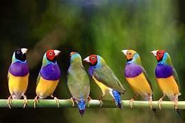 gouldamedine, Dieren en Toebehoren, Vogels | Overige Vogels, Meerdere dieren, Tropenvogel, Geringd