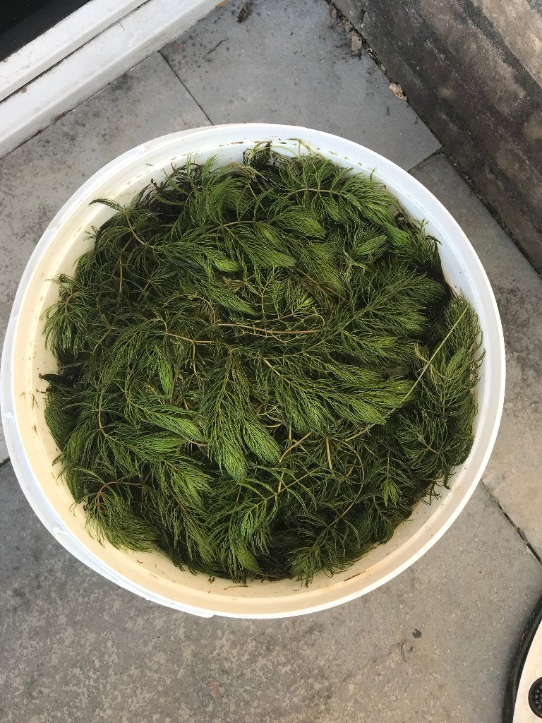 Hoornblad zuurstofplant (VIJVER), Tuin en Terras, Vijvers, Ophalen, Nieuw