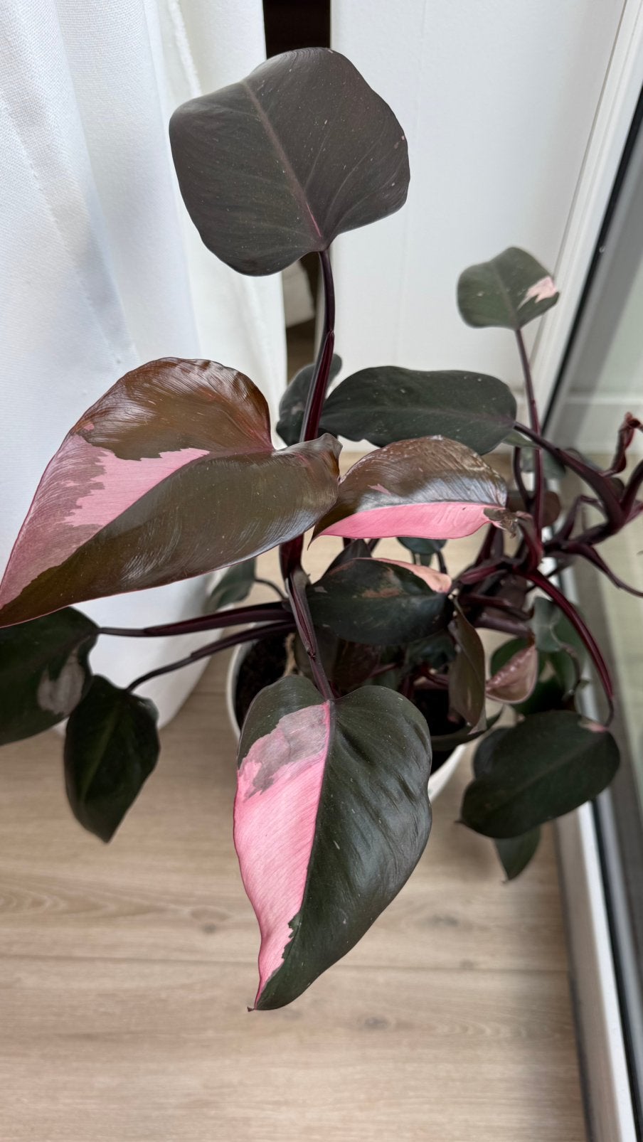 Philodendron Pink Princess - Prachtige Roze Variëteit, Huis en Inrichting, Kamerplanten, Ophalen, Overige soorten, Halfschaduw