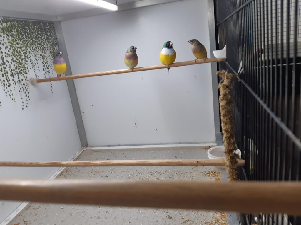 Jonge gouldamadines, Ophalen, Hout, Vogelkooi