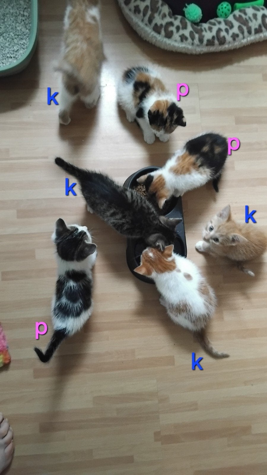 prachtige kittens , allerlei kleuren, volop keus, Meerdere dieren