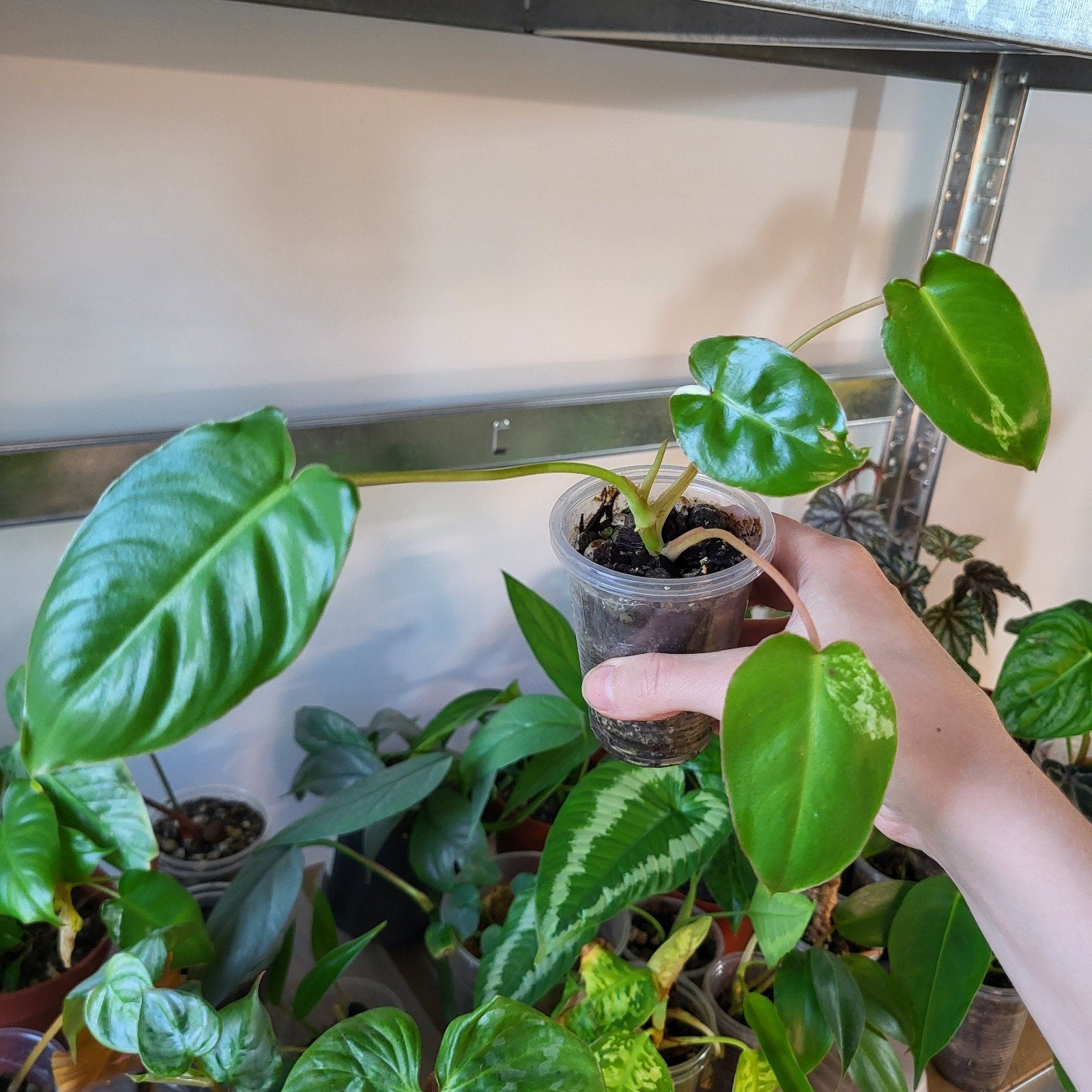 Philodendron burle marx kleine variegata, Huis en Inrichting, Kamerplanten, Ophalen of Verzenden, Halfschaduw, Minder dan 100 cm