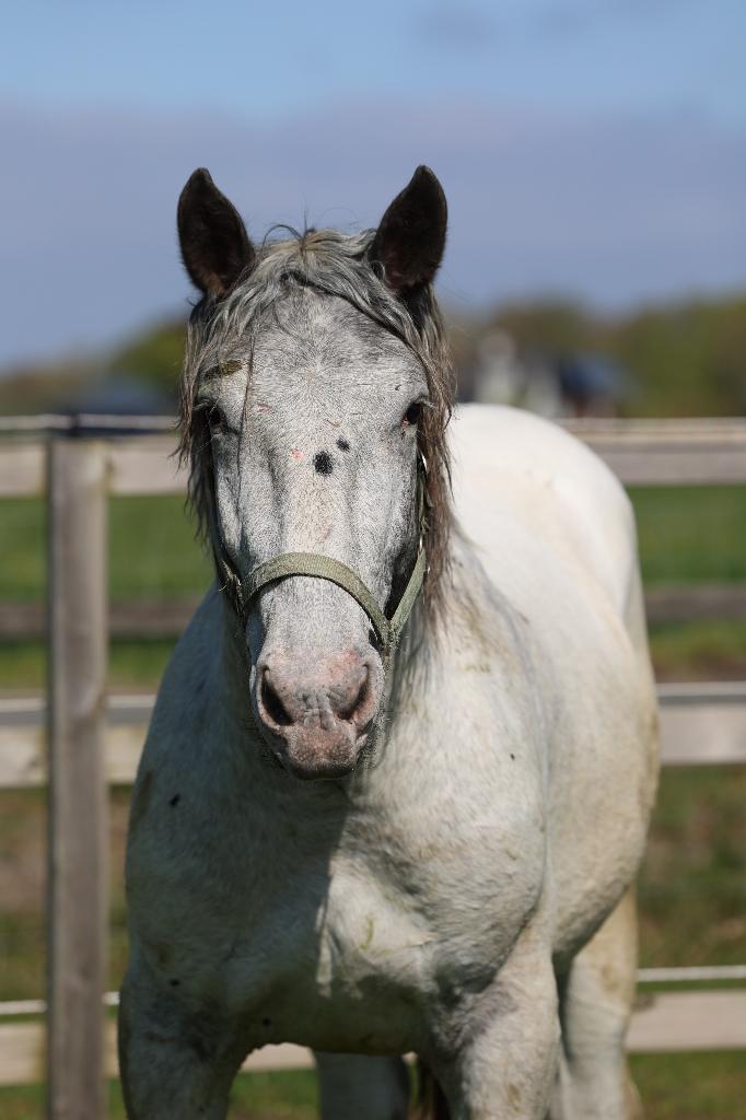 Unieke kans! Fewspot Sprookjes Noriker hengst, Minder dan 160 cm, Met stamboom, 0 tot 2 jaar, Hengst