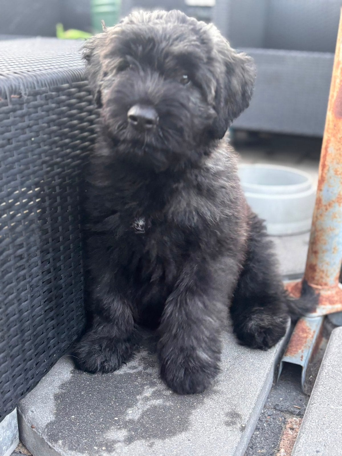 Bouvier der Flander puppy teefje, 8 tot 15 weken, Teef, Eén hond, Nederland