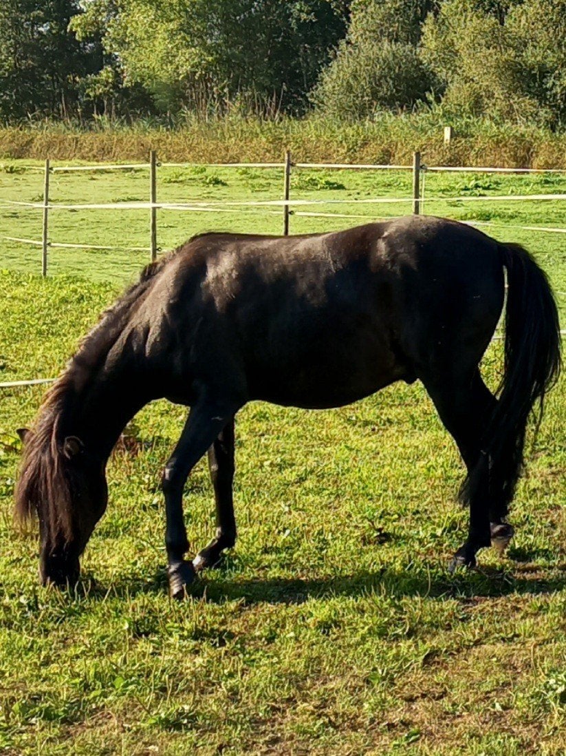 9-jarige A-pony Kaspische ruin, Dieren en Toebehoren, Met stamboom, Ruin, Zadelmak, A pony (tot 1.17m)