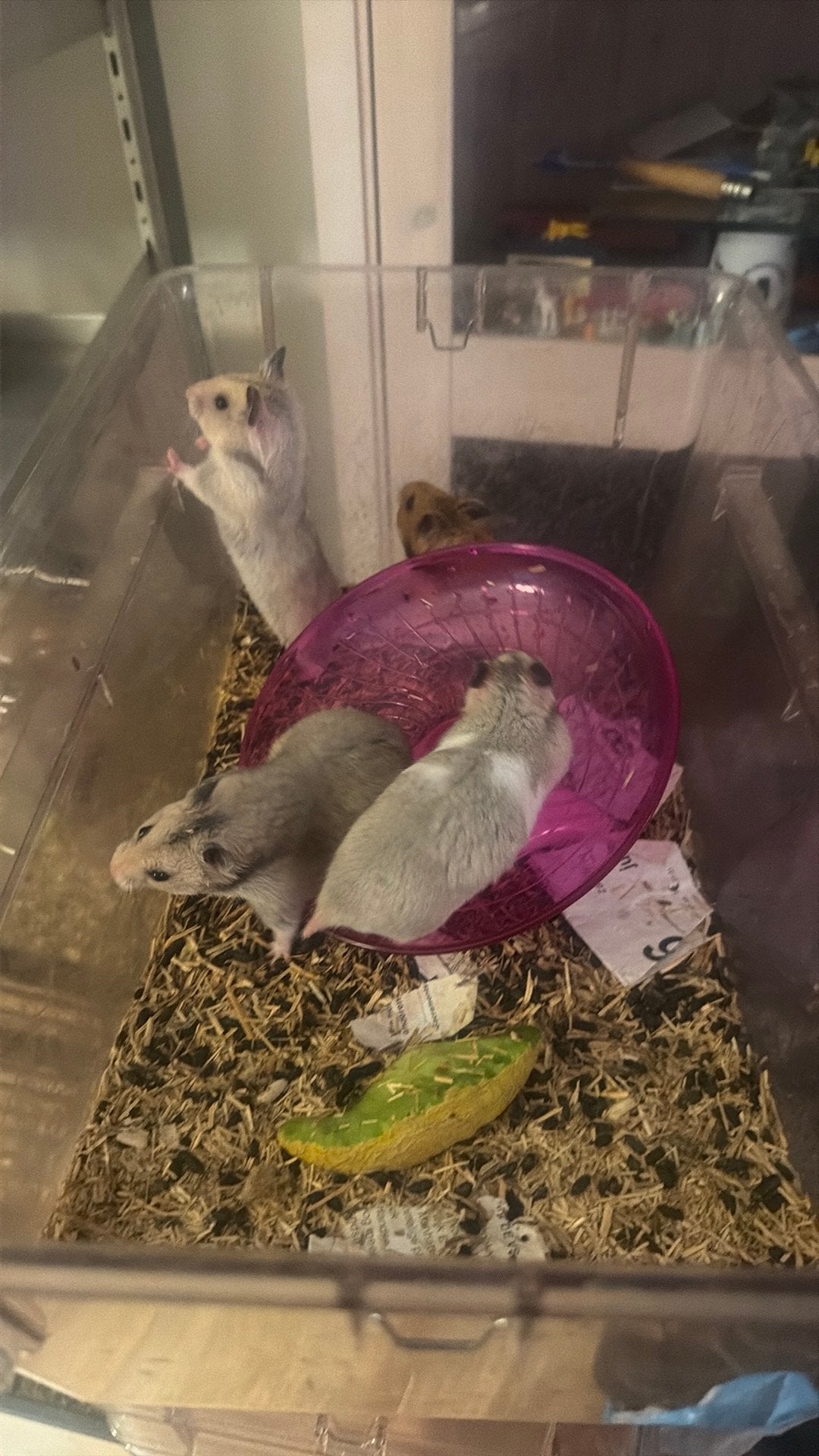 Baby goudhamsters syrische hamsters, Dieren en Toebehoren, Knaagdieren, Hamster, April, Meerdere dieren, Tam