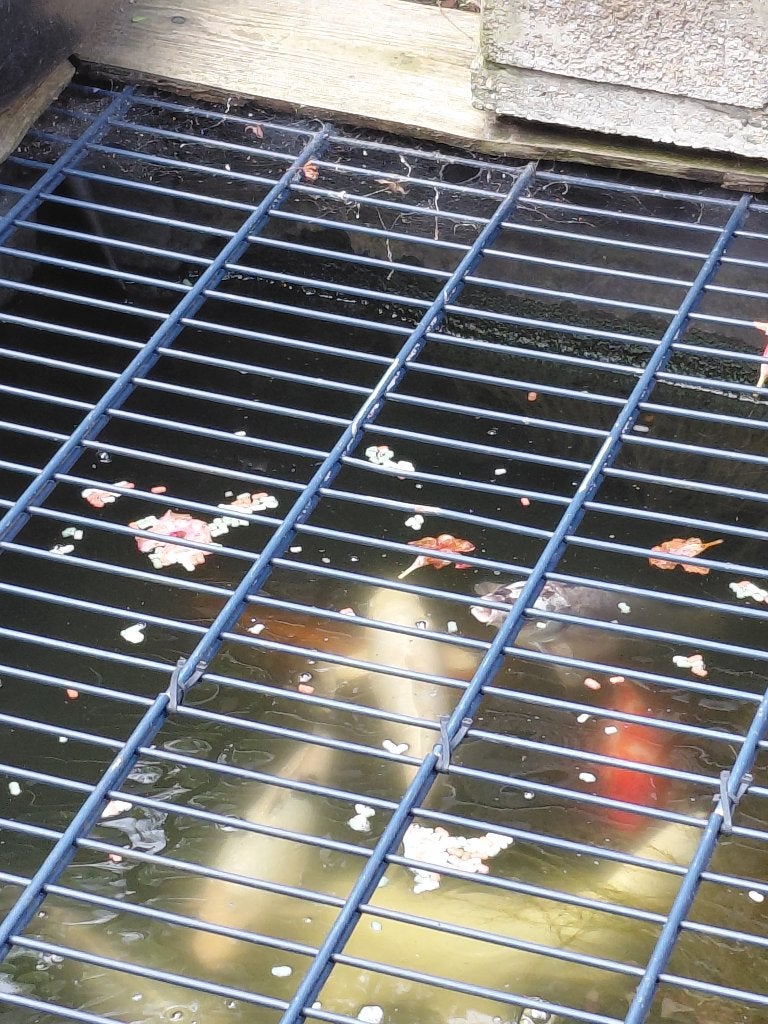 Koi vissen + goudvis + filter en pomp – compleet pakket, Dieren en Toebehoren, Vissen | Vijvervissen, Karper of Koi