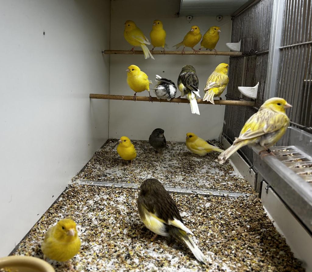 Kanarie, Dieren en Toebehoren, Meerdere dieren, Kleurkanarie