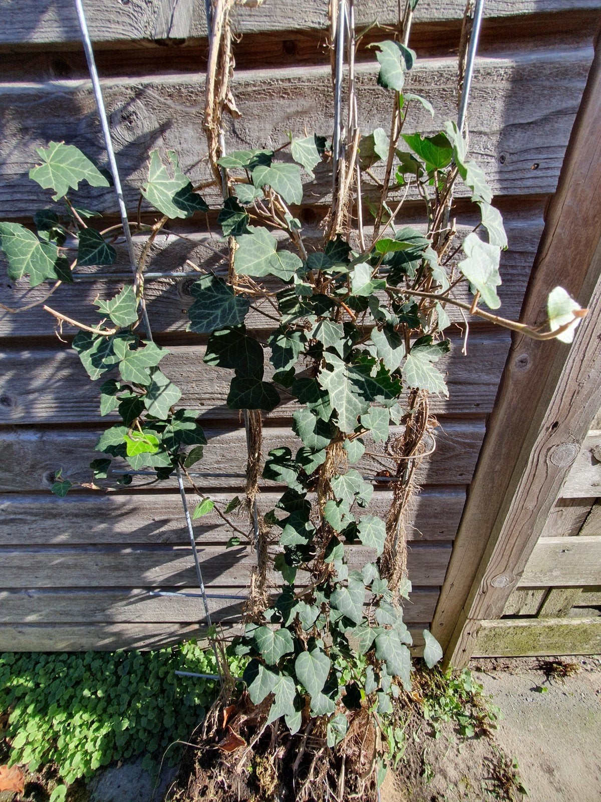 klimop met metalen rek, kan zo grond in, als schutting, Ophalen of Verzenden, Bloeit niet, Klimplanten, Halfschaduw