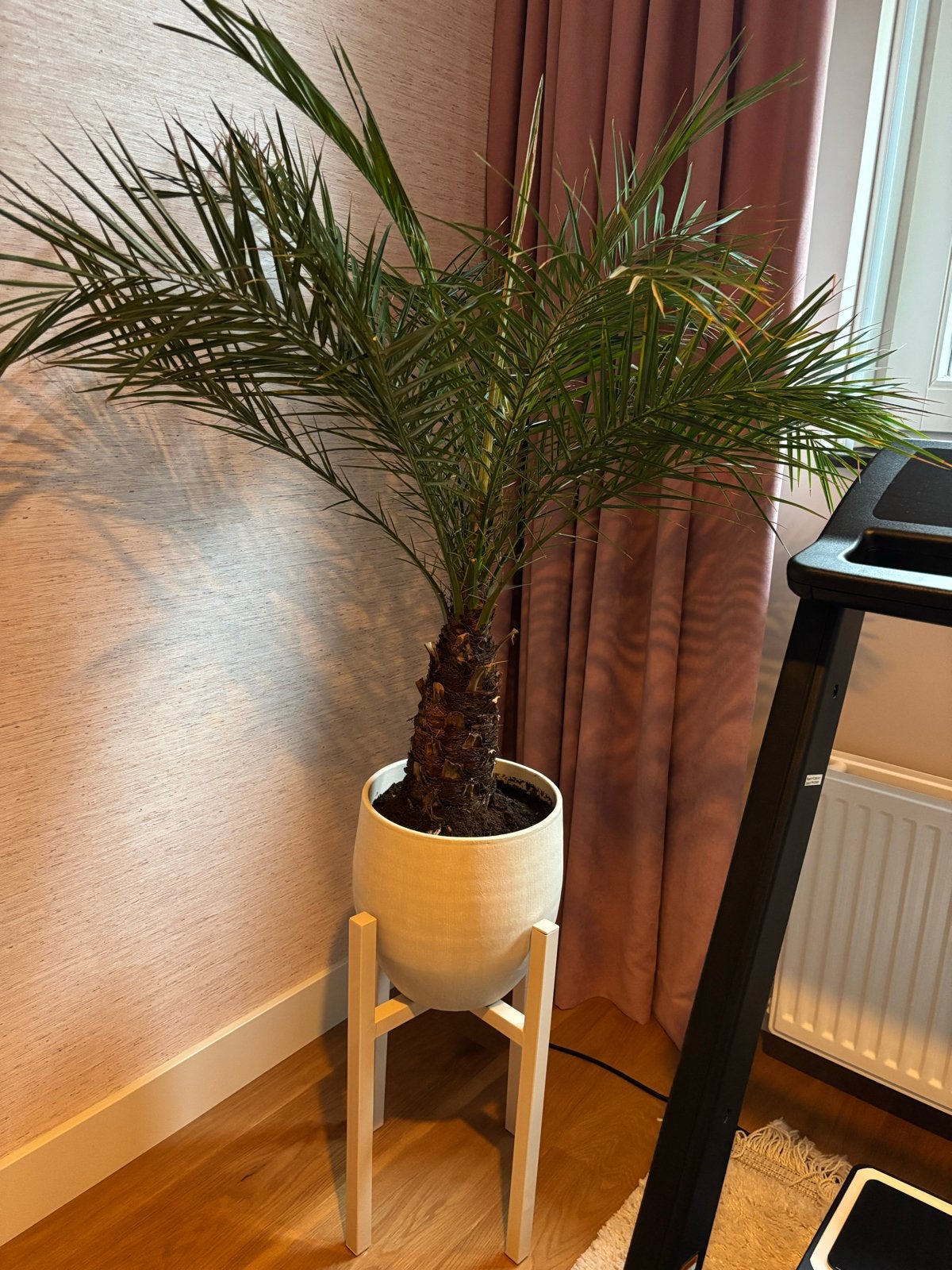 Mooie palmboom in pot met standaard, Huis en Inrichting, Ophalen, 100 tot 150 cm, Palm, Halfschaduw