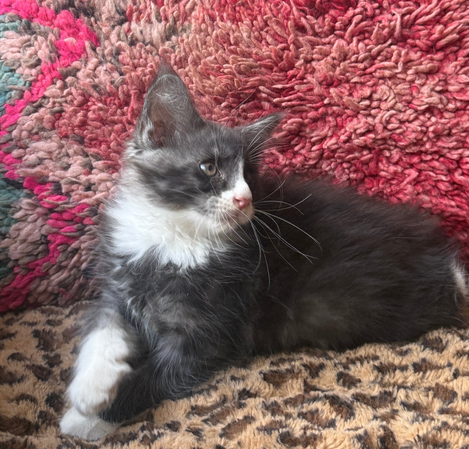 XL Maine Coon kater Blue Smoke met Wit, Dieren en Toebehoren, Katten en Kittens | Raskatten | Langhaar, Kater, Ontwormd, 0 tot 2 jaar