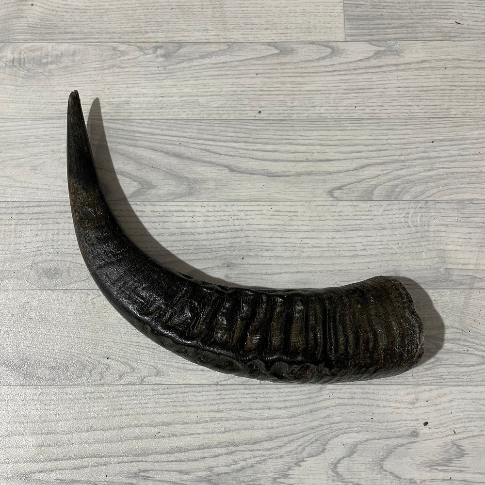 Waterbuffel hoorn los 55cm nr 323 | Lederstore, Ophalen of Verzenden, Nieuw, Boerderijdier, Gewei of Kop