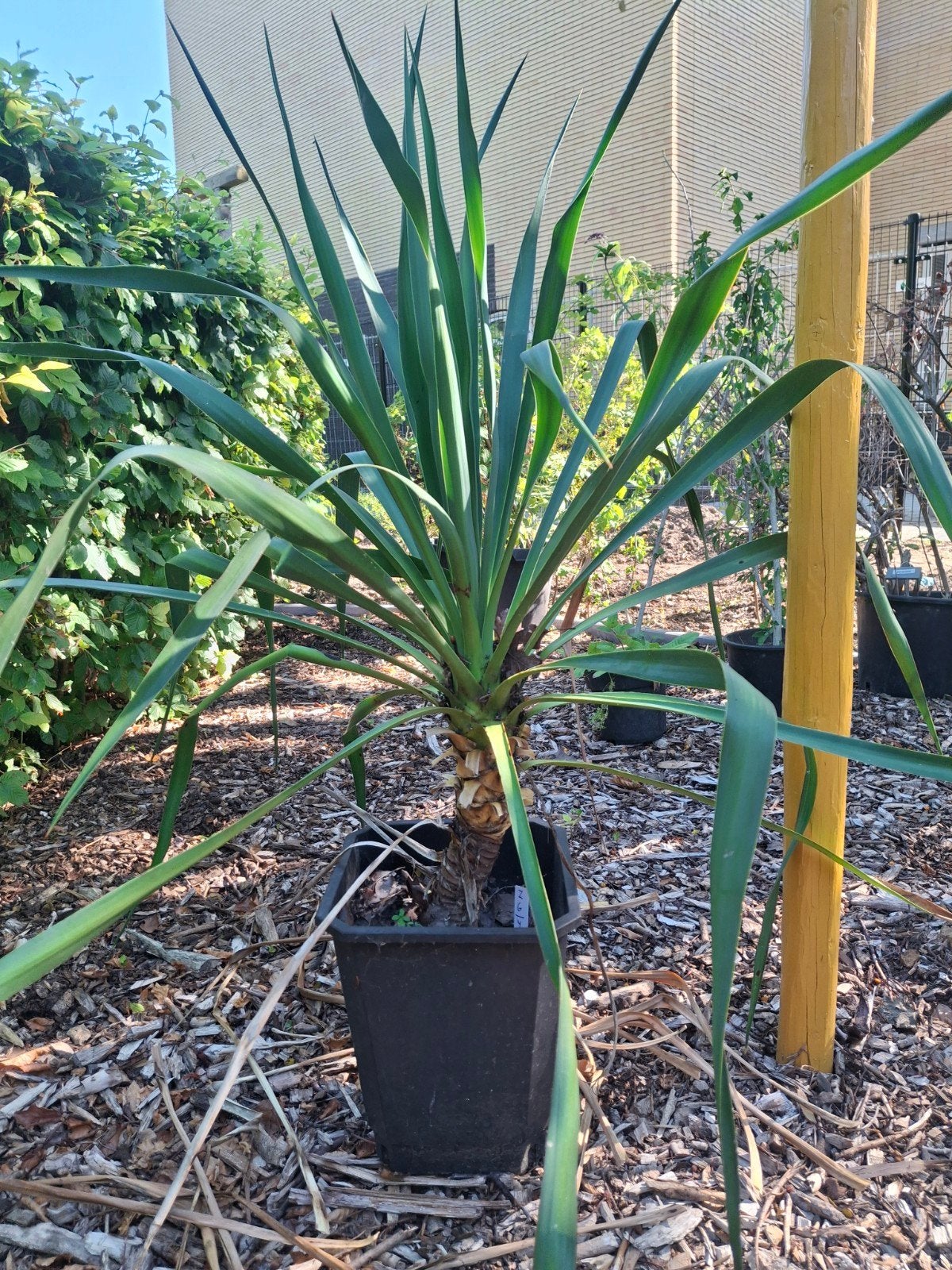 Nieuwe planten o.a yucca's en vlinderstruiken - ruiltuin., Tuin en Terras, Planten | Tuinplanten, Ophalen, Overige soorten, Volle zon