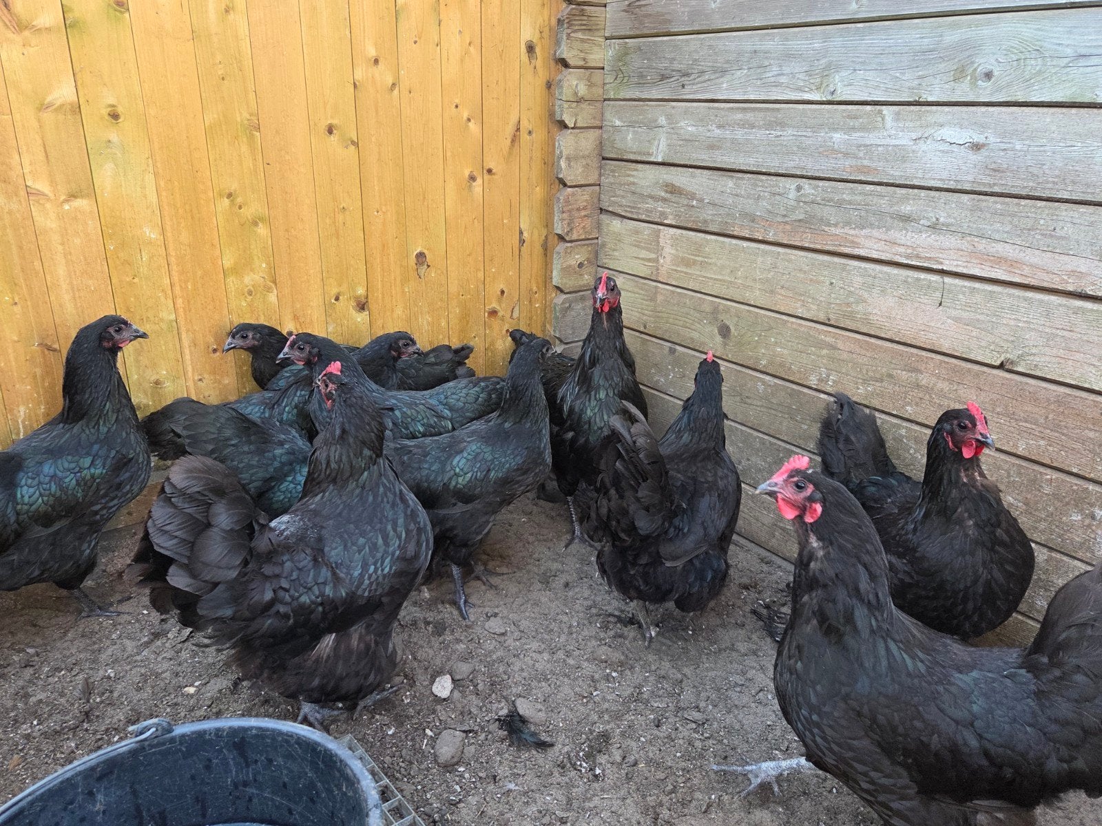 australorp kippen, Vrouwelijk, Kip