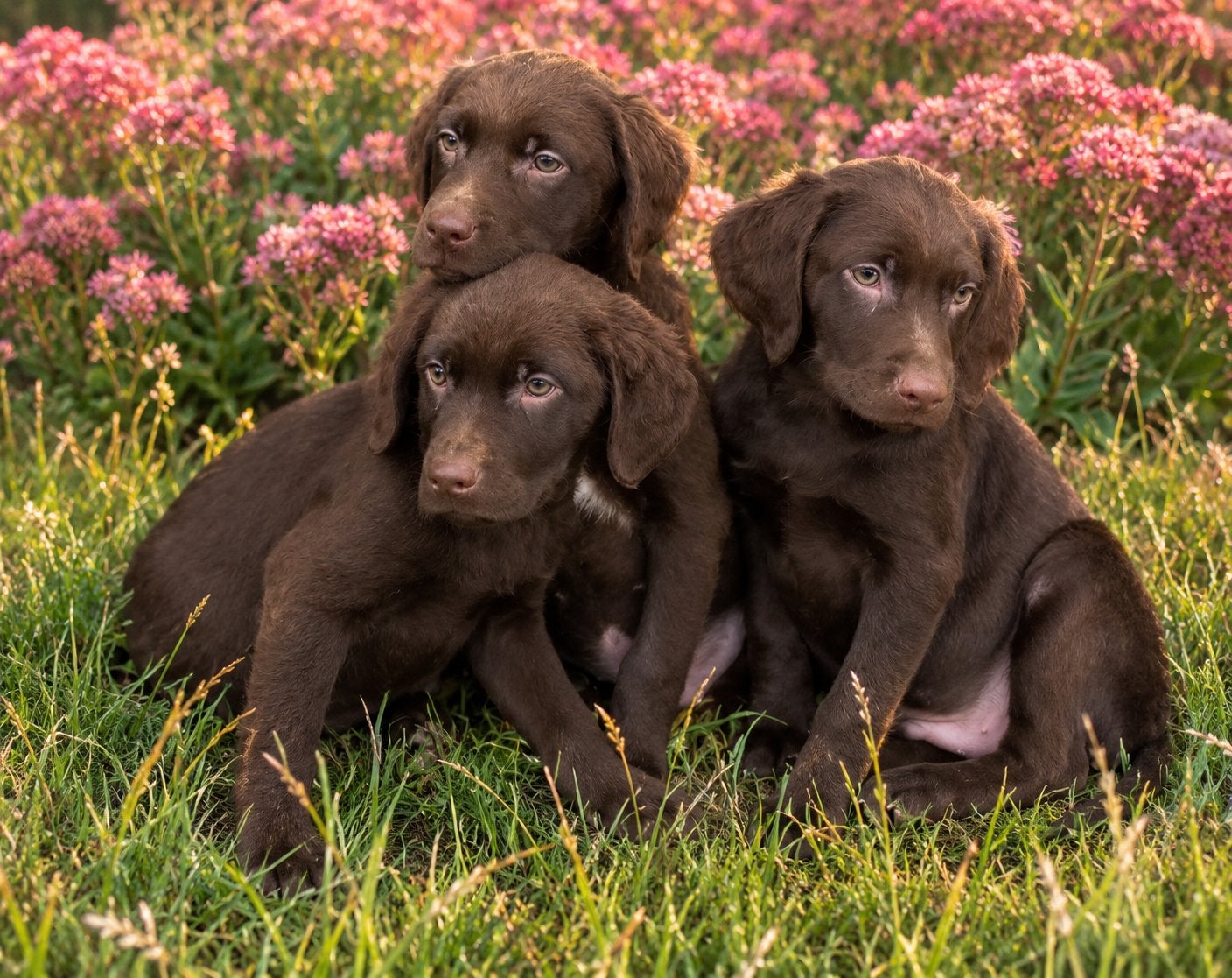 Hele mooie LABRADOR x FRIESE STABIJ pups, Nederland, CDV (hondenziekte), 8 tot 15 weken, Meerdere