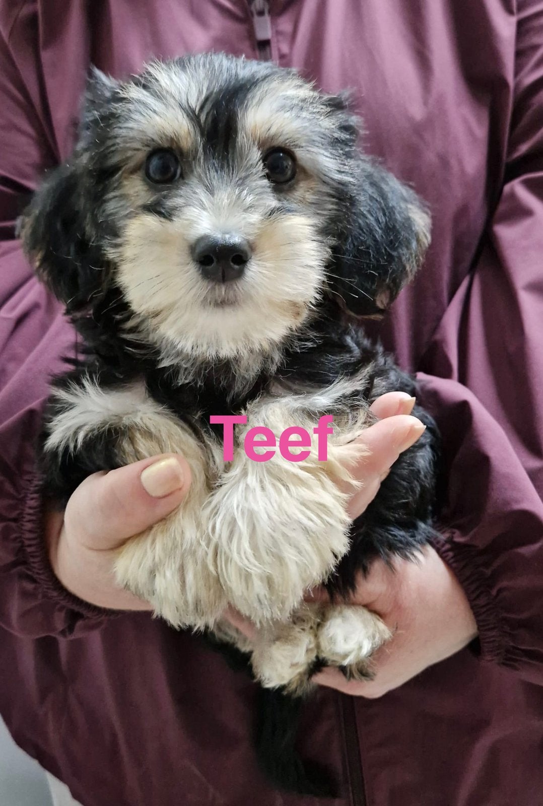 Leuke boomer pups !, Parvo, Nederland, 8 tot 15 weken, Meerdere