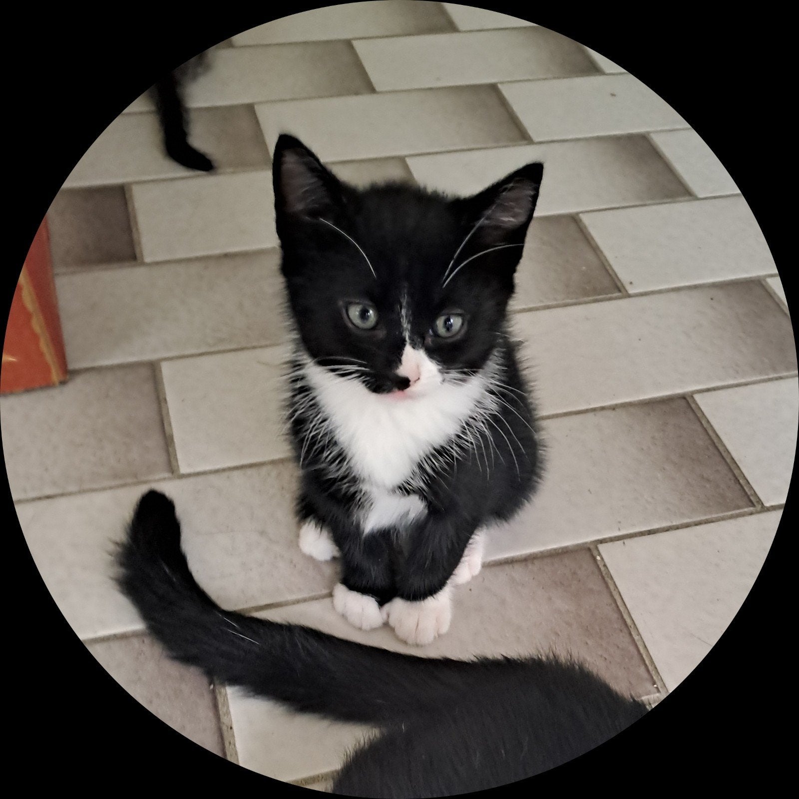 nog 1 schattige kitten katertje zwart wit, Meerdere dieren, Kortharig, 0 tot 2 jaar